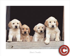 Fotografía de cuatro cachorros de labrador.