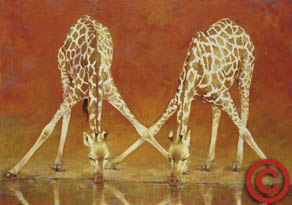 Dos jirafas que beben agua en áfrica.