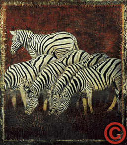 Animales alimentandose, manada de zebras.