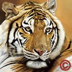 Lámina fotográfica de tigre.