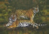 Dos tigres en la selva.